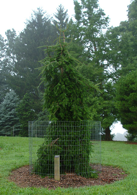 Abies alba 'Green Spiral'